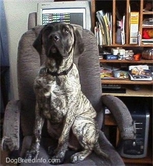 A brindle American Mastiff puppy is sitting in a desk chair. There is a computer behind it and it is looking forward.